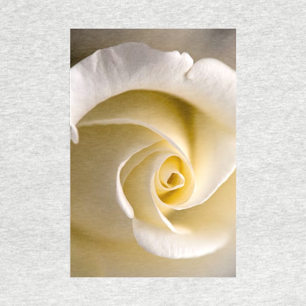 Feminine Yellow Rose by NewburyBoutique